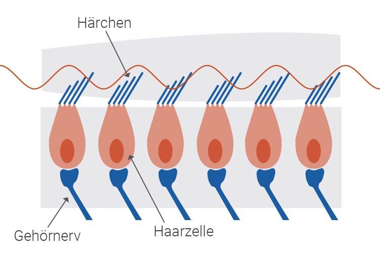 Gesunde Haarzellen