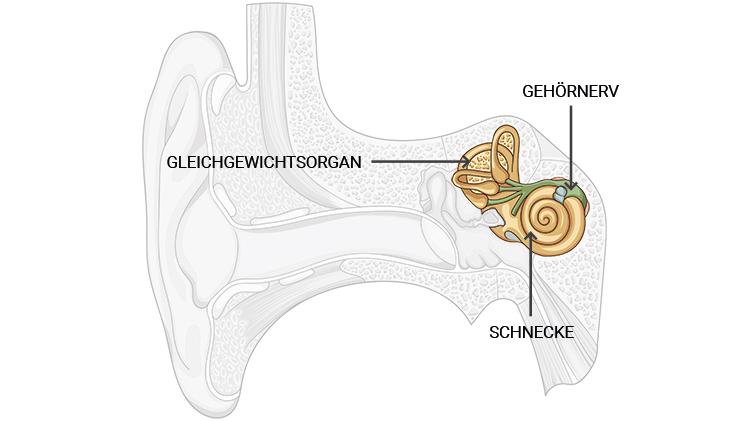 Das Innenohr leitet den empfangenen Schall in Form von Nervenimpulsen an das Gehirn weiter