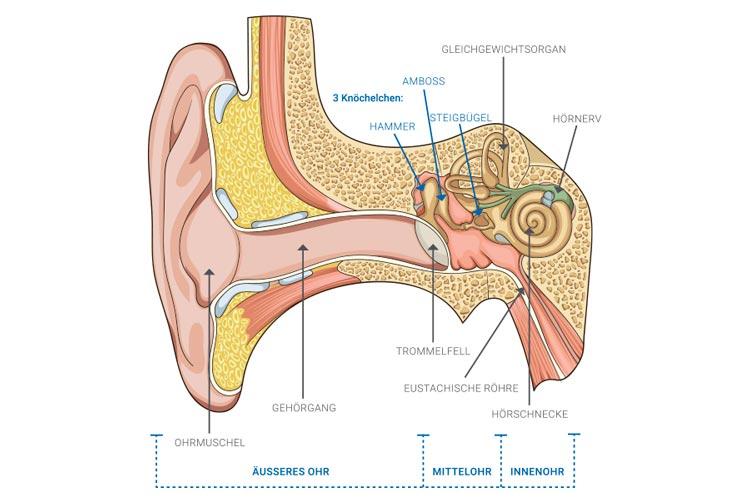 Das ohr aufbau